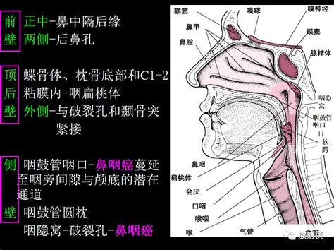 咽喉位置|咽部解剖结构图解